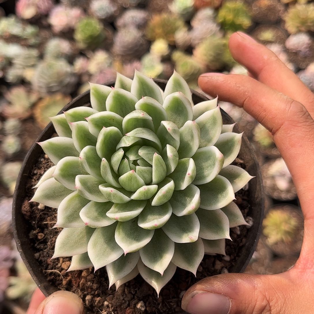 寄养链接的肉肉的