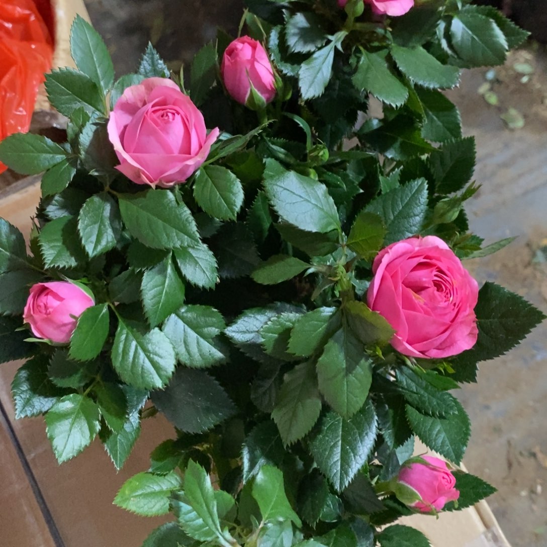 完全开放四季开花钻石玫瑰