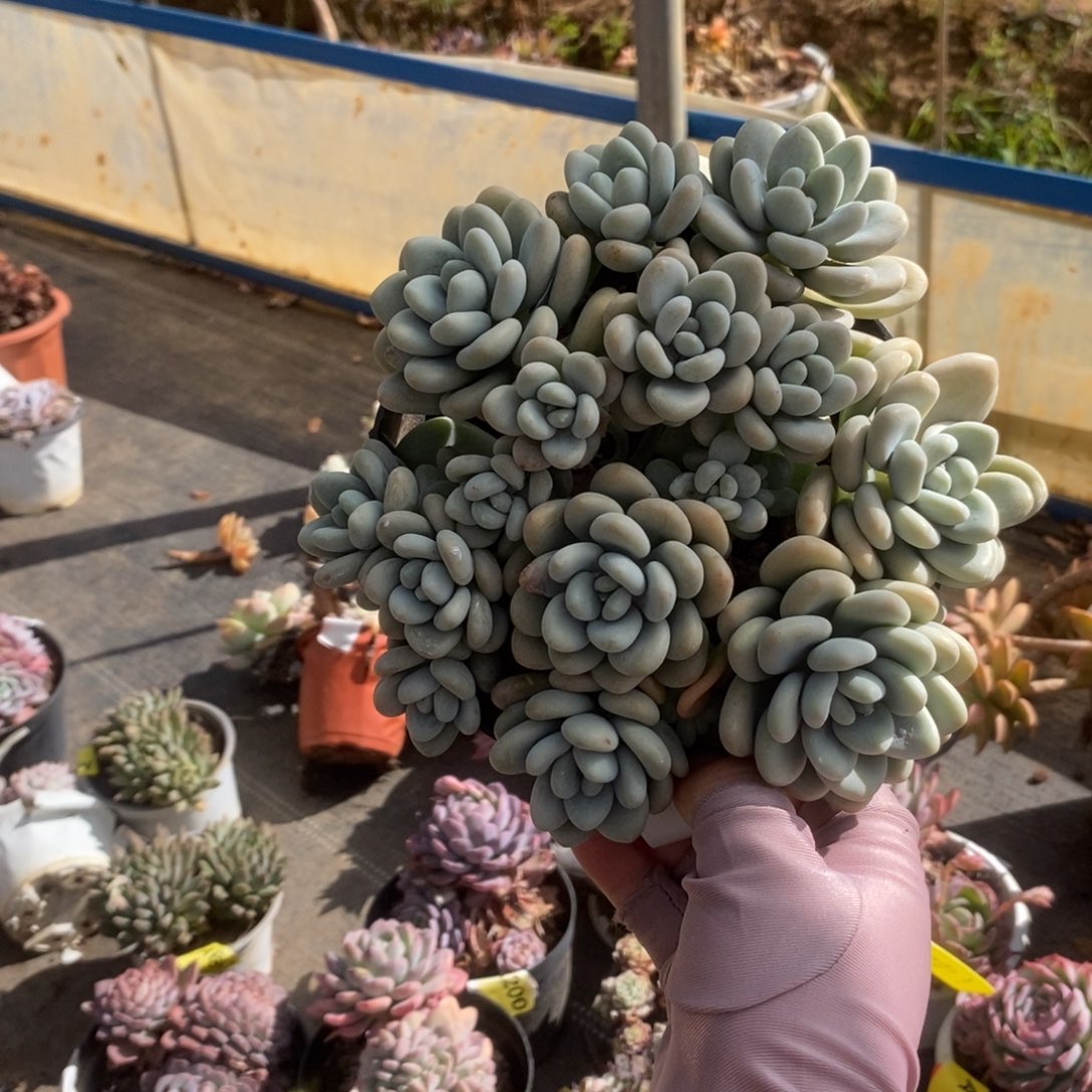 5706克洛伊一物一拍