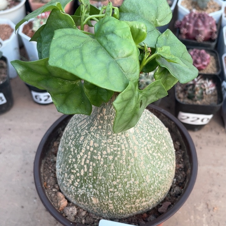 571超大睡布袋块根