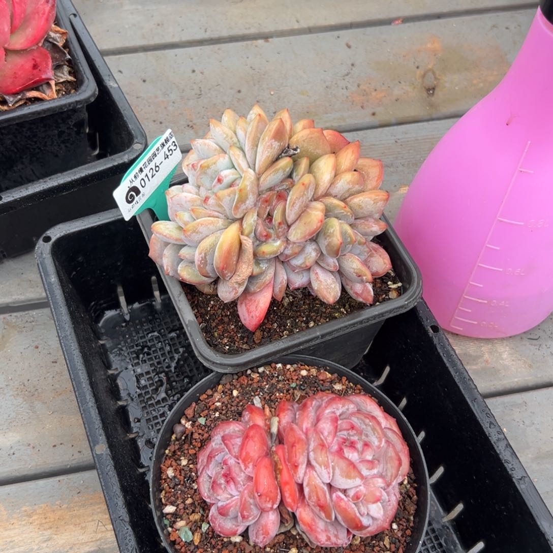 多肉一物一拍0126-453