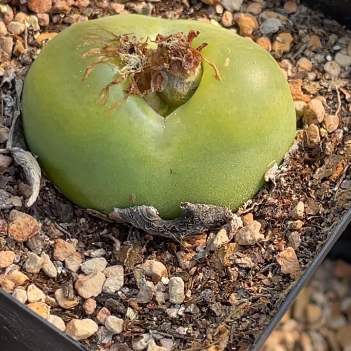 绿蟠桃母本3.8公分