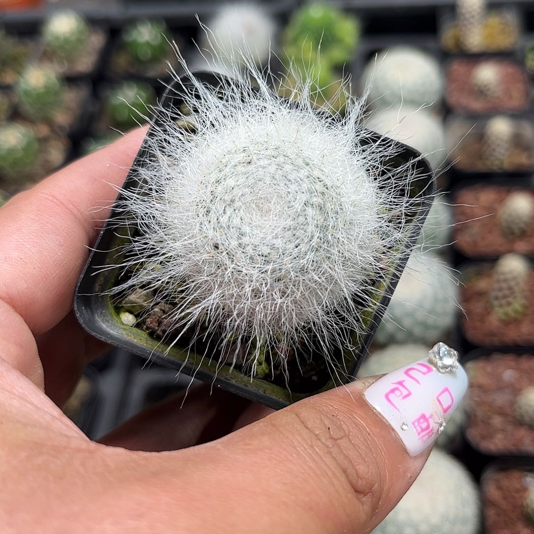 雪猿单头发货单头发