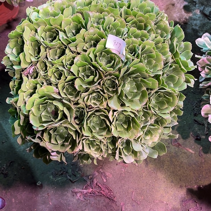 亚***楠多肉植物五彩琉璃00929
