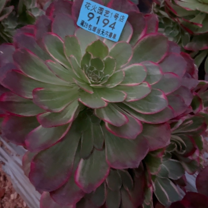 粉花夭9194多肉植物