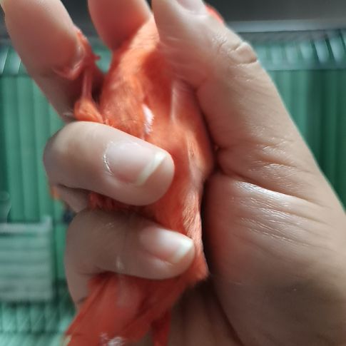 ****渐虎皮鹦鹉大红袍公一只
