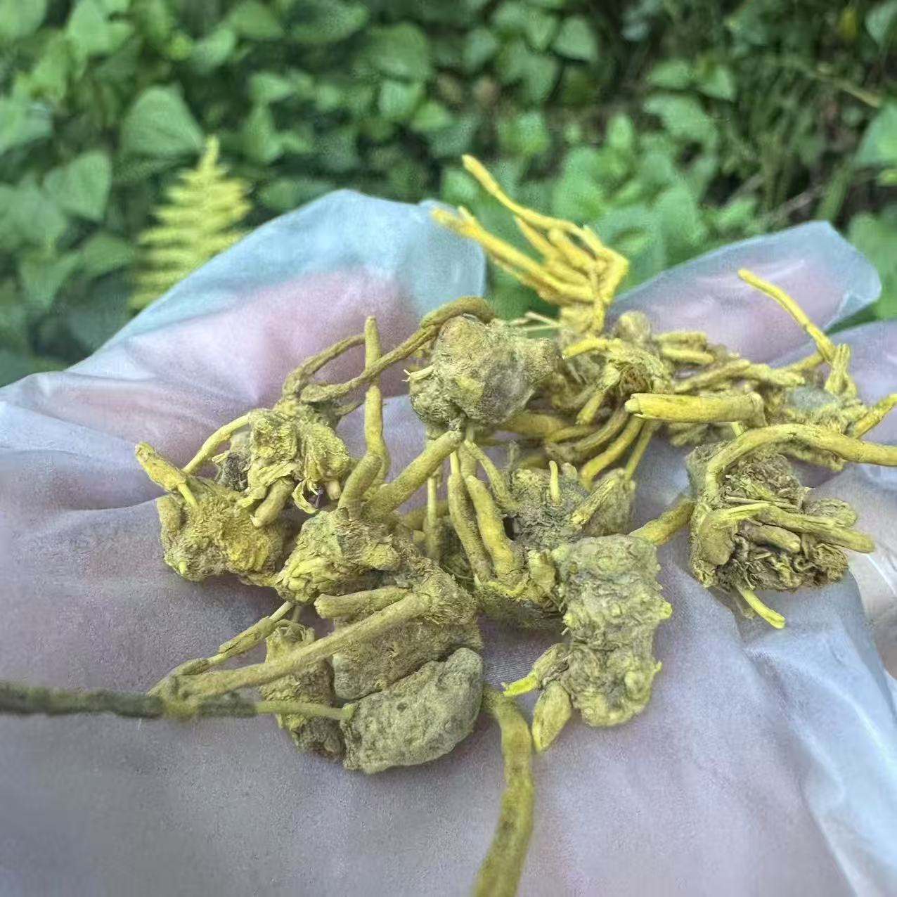 1【龙-须-石-斛-菇】净含量250g-1000g【阿虎现收】