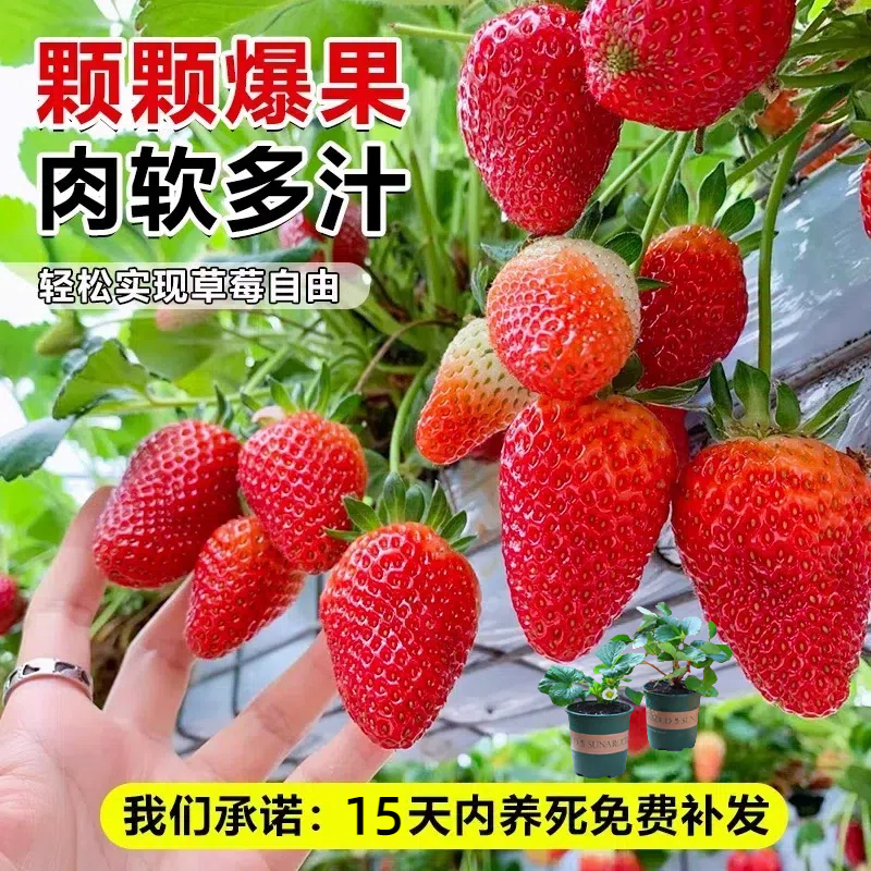 （带花带果带盆）红颜奶油草莓苗盆栽带花带果带土阳台种植草莓苗