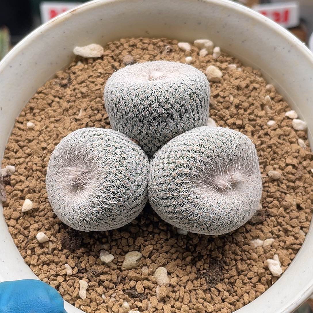 三头伊朗丸仙人球多肉