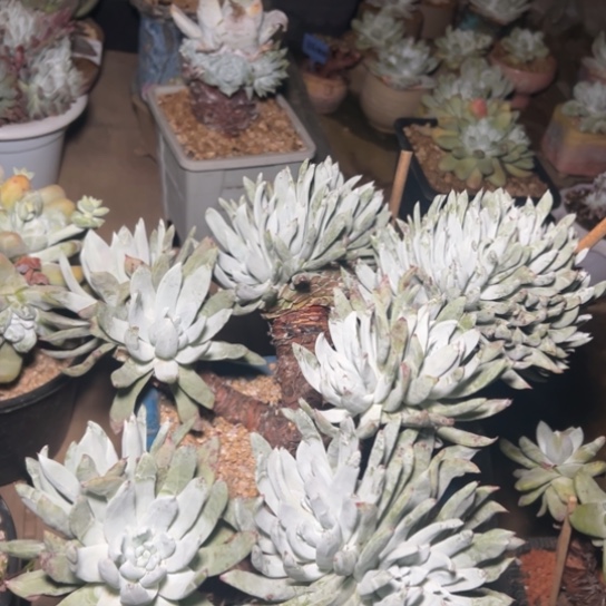 猴****?帕翠沙结束了～爱你