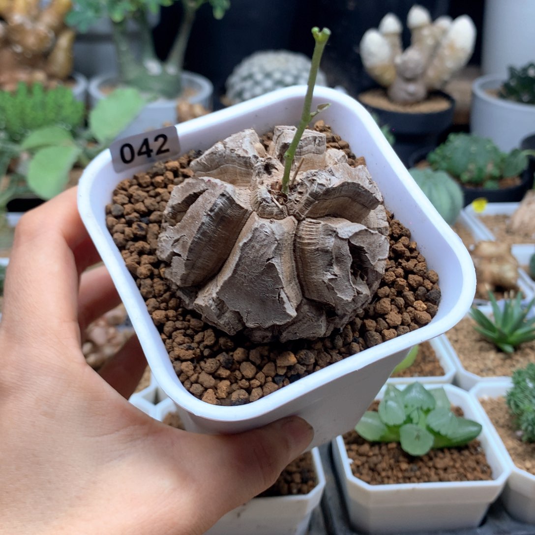 南非龟甲龙带盆5.8cm福利