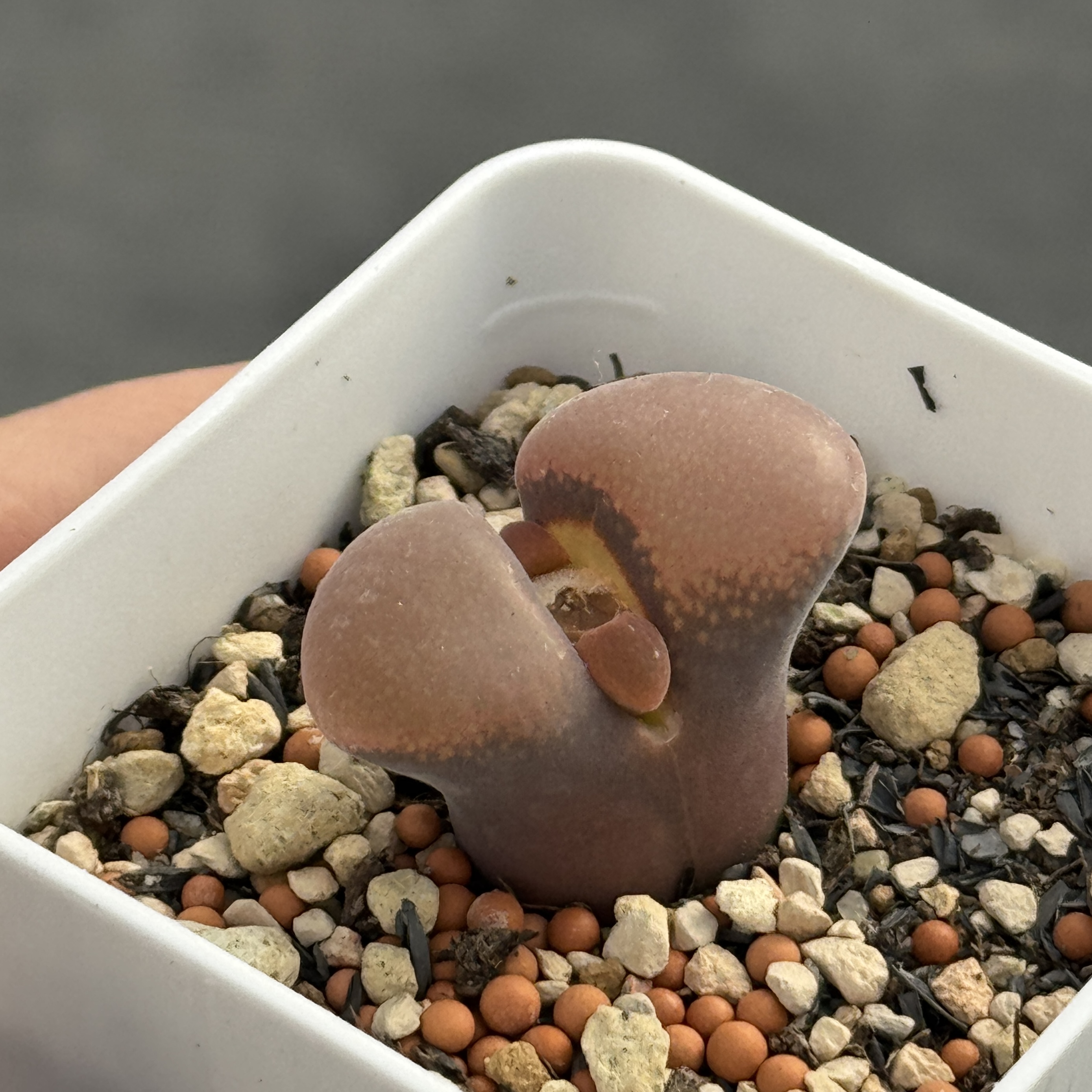 【沁云多肉】C10白花风铃玉优选原株母本 4号