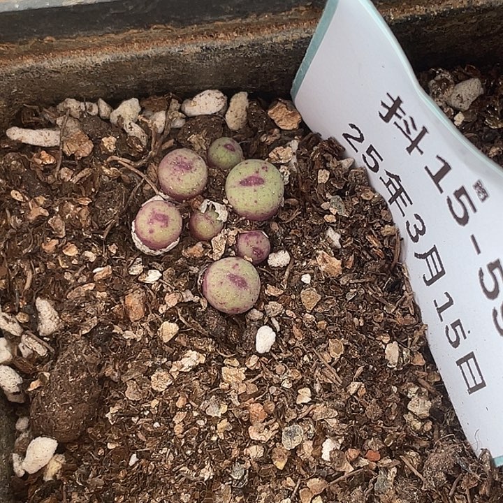 15-59嘴多肉植物