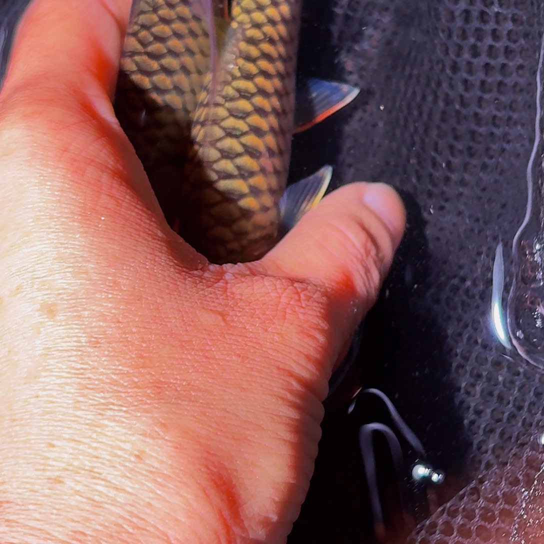 吉罗鱼马来西亚巴拉