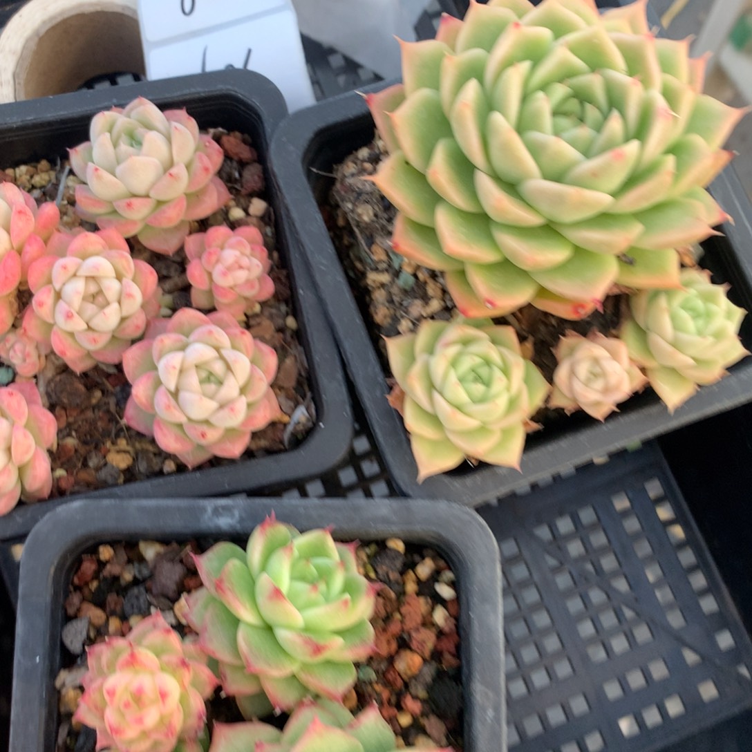 耳***陈1209-108 套餐一组