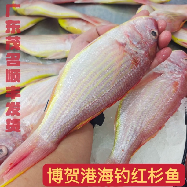 2-3条/斤 野生海钓红杉鱼5斤 速冻锁鲜 广东茂名博贺港顺丰发货