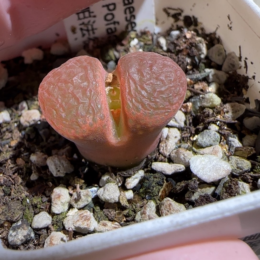 肉锥多肉植物组合-帕法德146