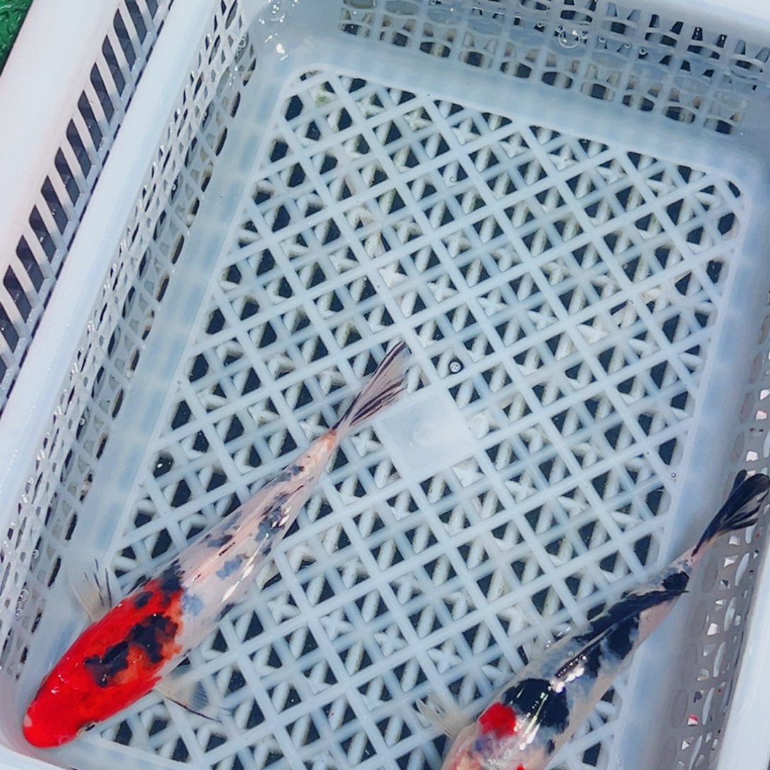 锦鲤锦鲤观赏鱼1111