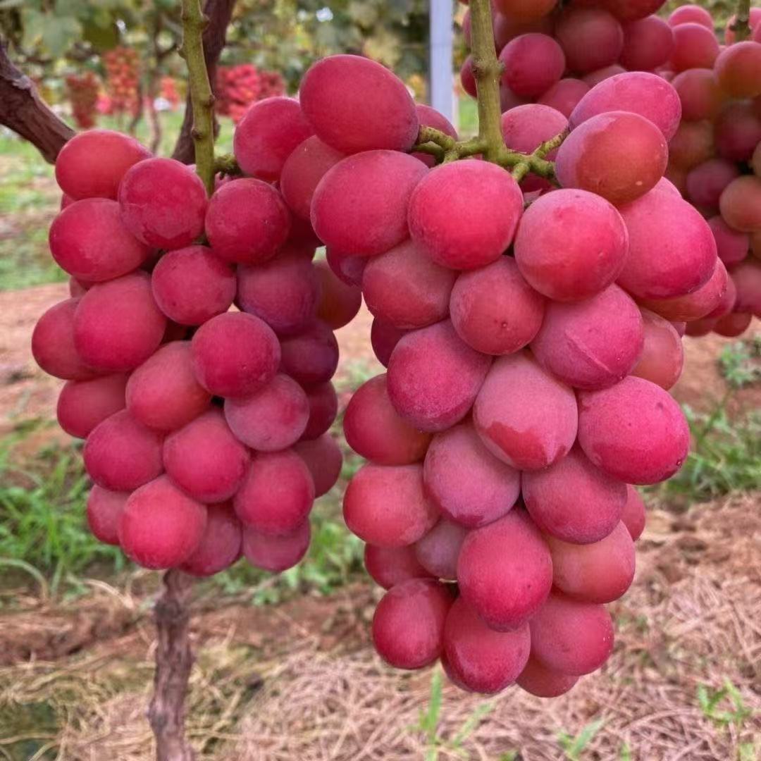 葡萄树苗盆栽地栽阳台庭院南方北方栽种