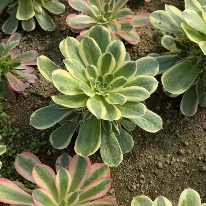 迈巴赫一圈头多肉量拍