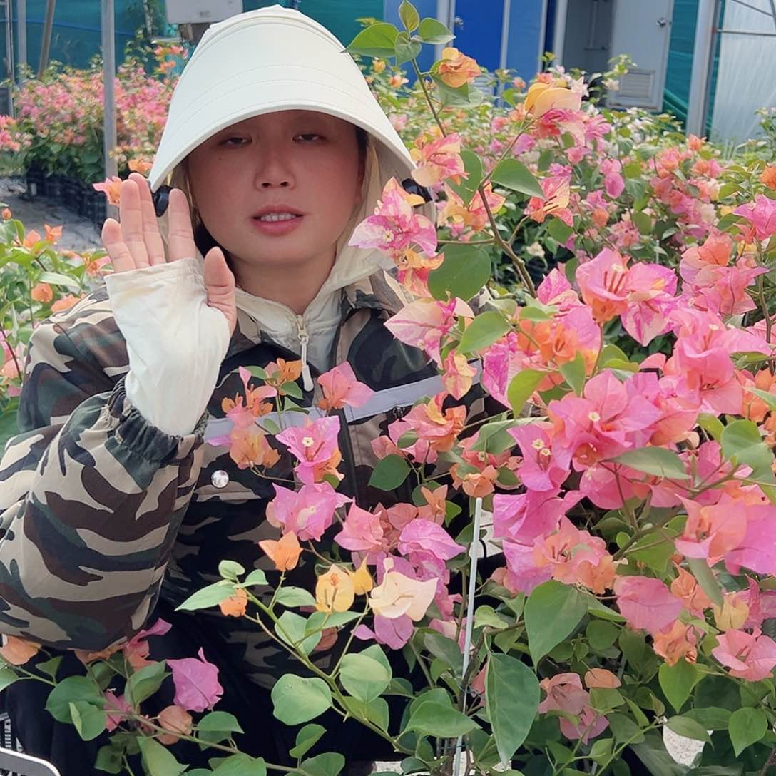 当前无花栽培后可以开花阿达娜一棵