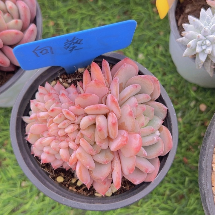 健健康康平平安安