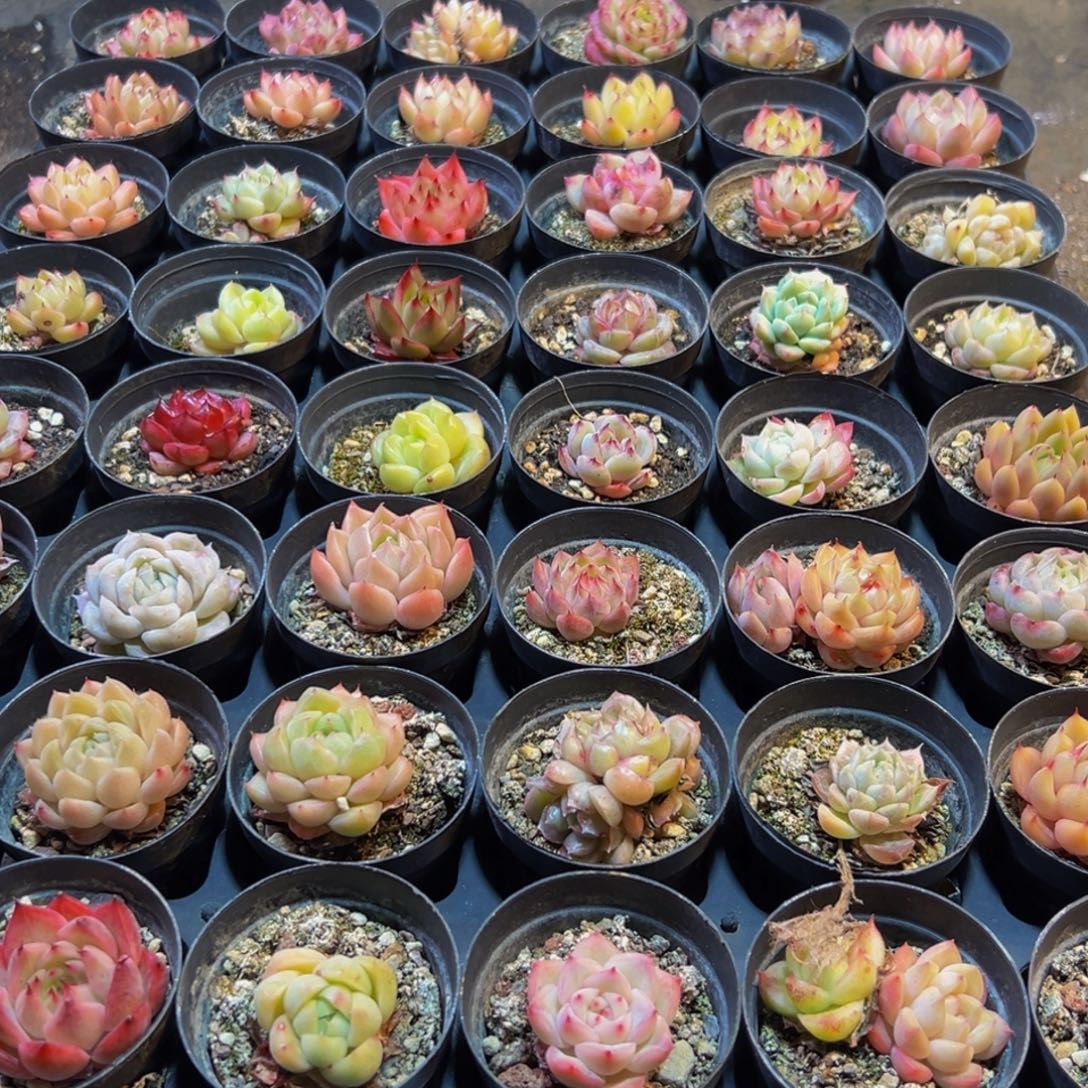 482多肉葡萄的味道真的