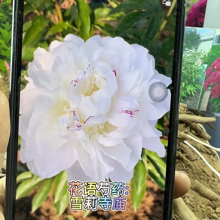 完全开放雪梨白色