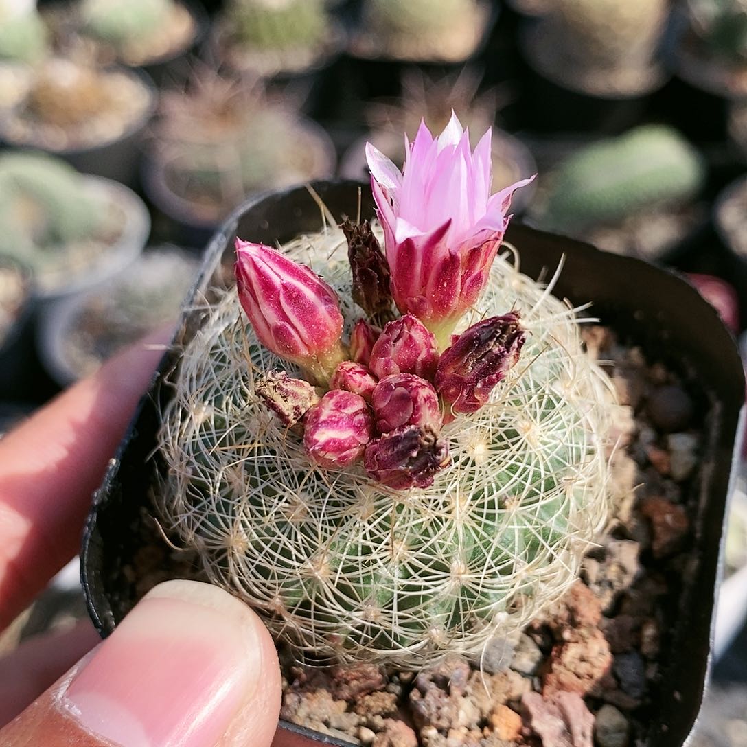 白琥娇丽哈哈哈哈