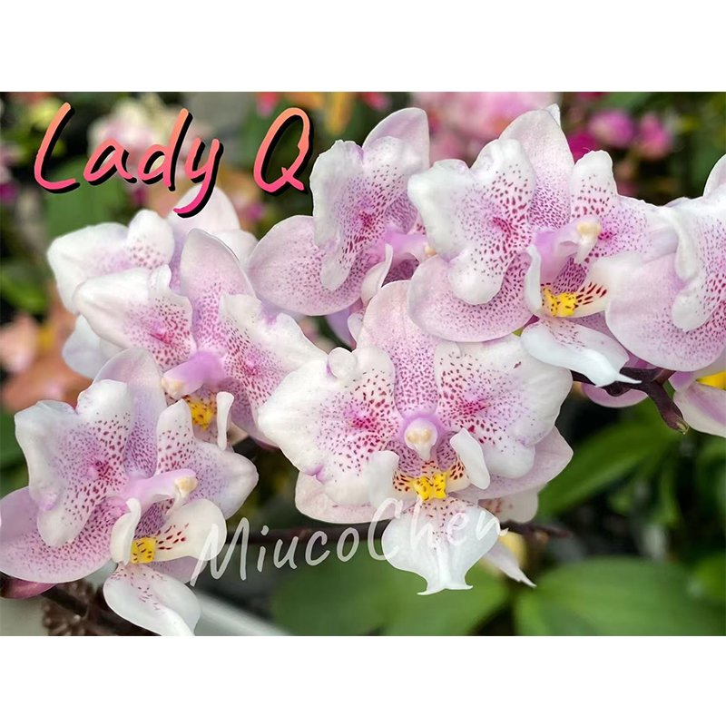 2.5寸 Lady Q-抽梗苗【剪过梗、少根叶瑕】 珍奇蝴蝶兰