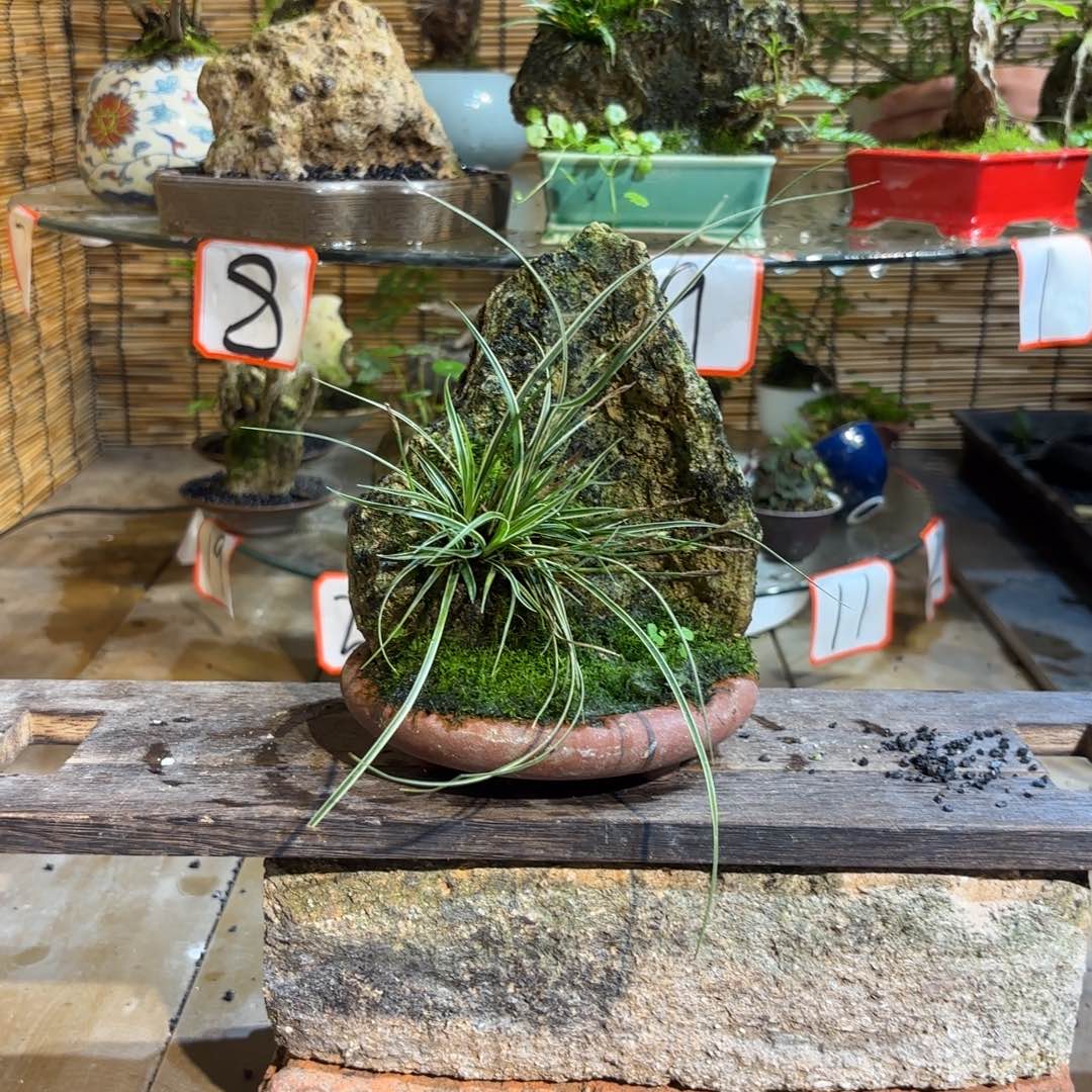 无花朵飞退款拉黑一物一拍45