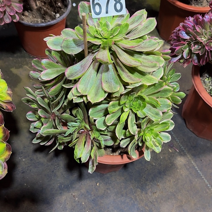 0000000000000678粉黛