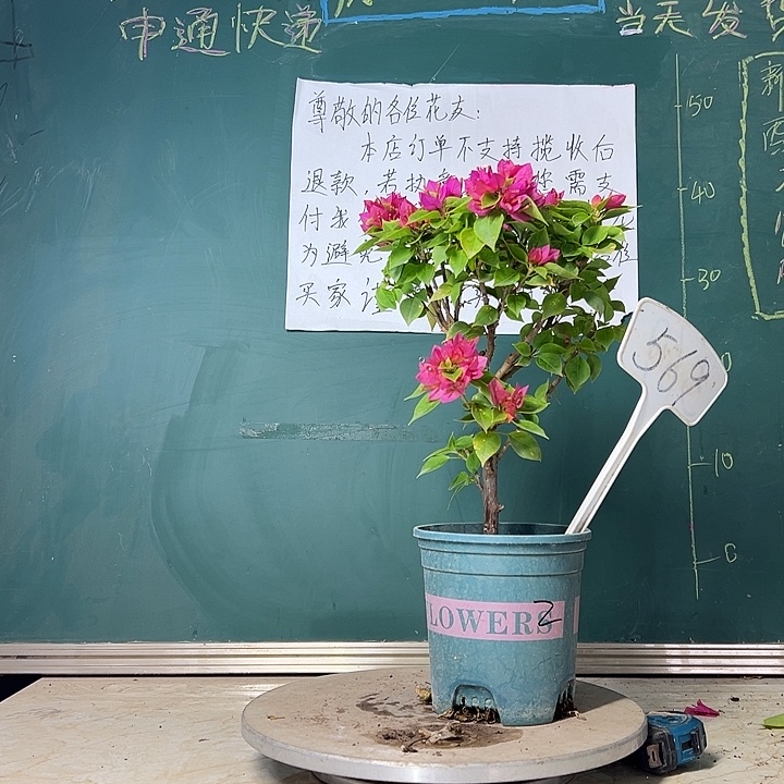 当前无花栽培后可以开花塔紫 569
