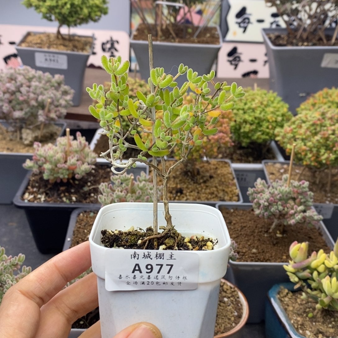 977冰糖枝干番杏