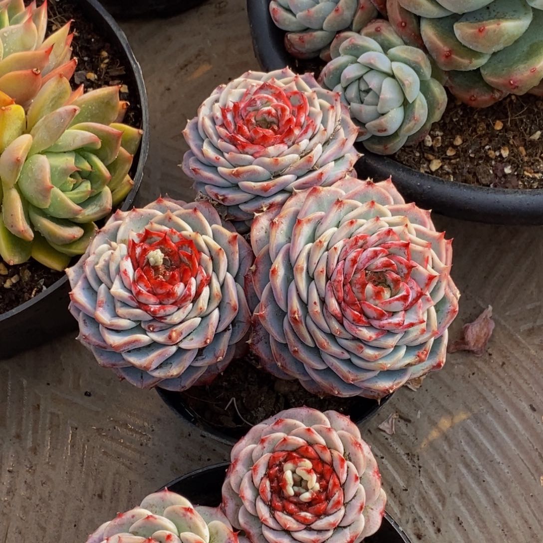 样*48包邮一物一拍多肉植物