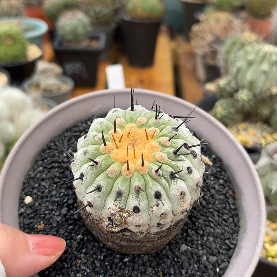 汤圆植物产地孤龙帅