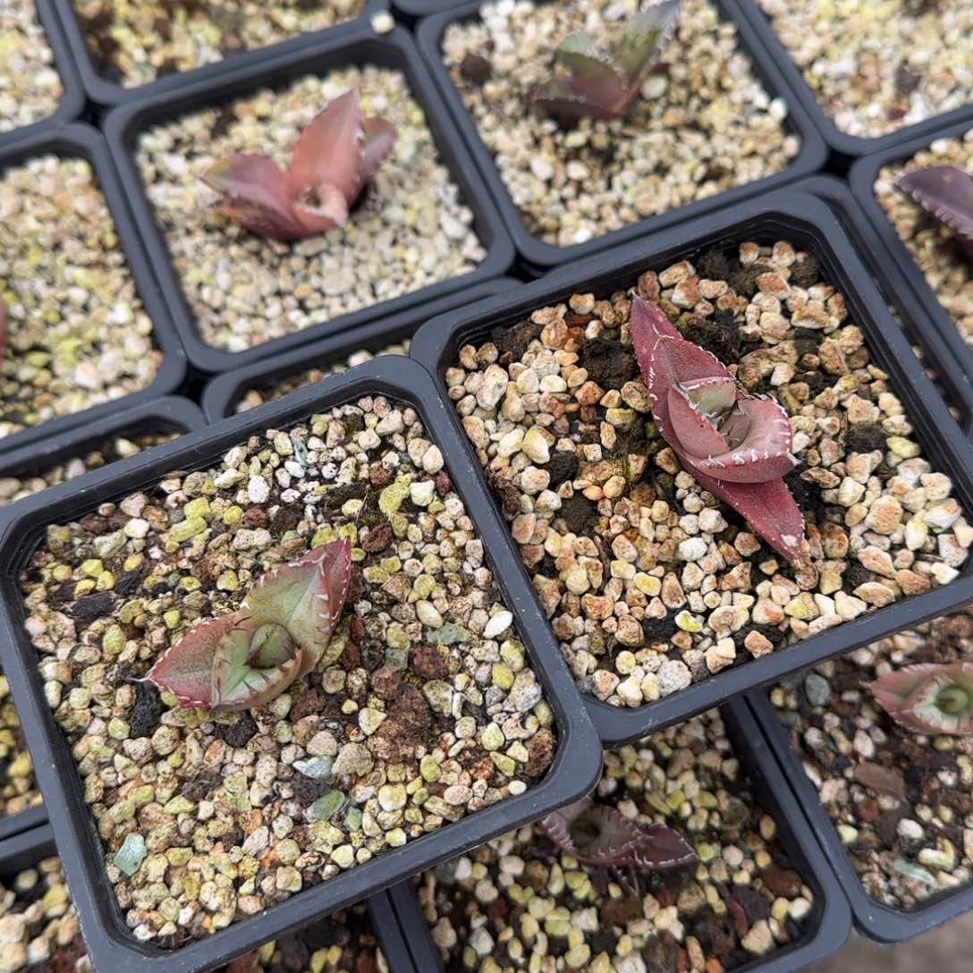 妙***佳实生两颗啦啦啦啦啦