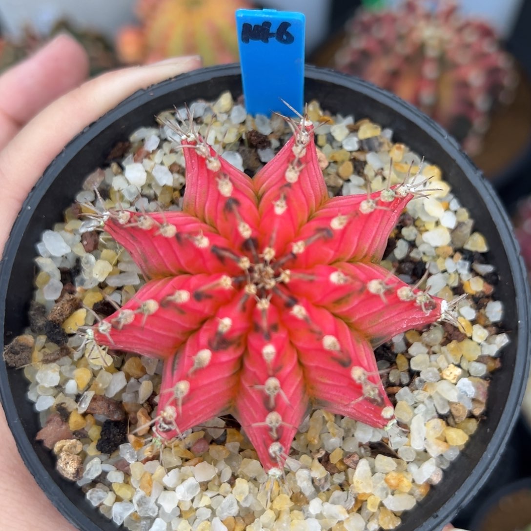 146泰系米哈锦，带盆土发货