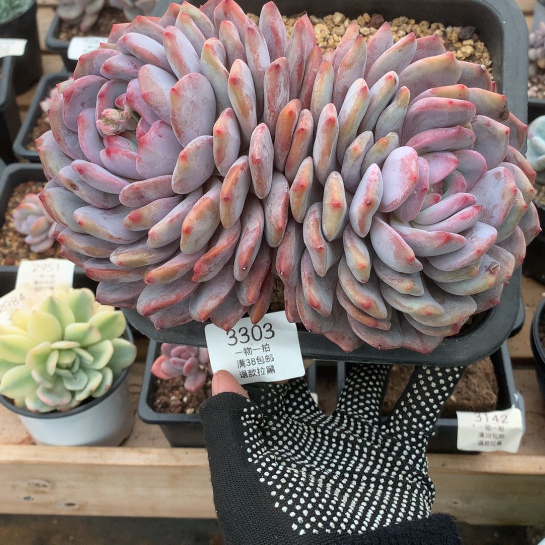 20厘米双头有砍梦露3303