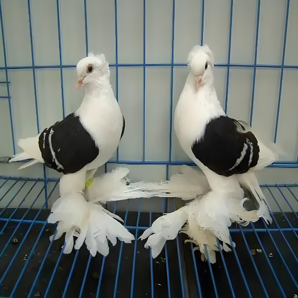 肉鸽乳鸽直播间专属链接一物一拍（以直播间实际商品为准）