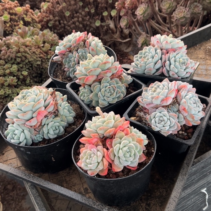 精品多肉植物老桩冰玉自然群