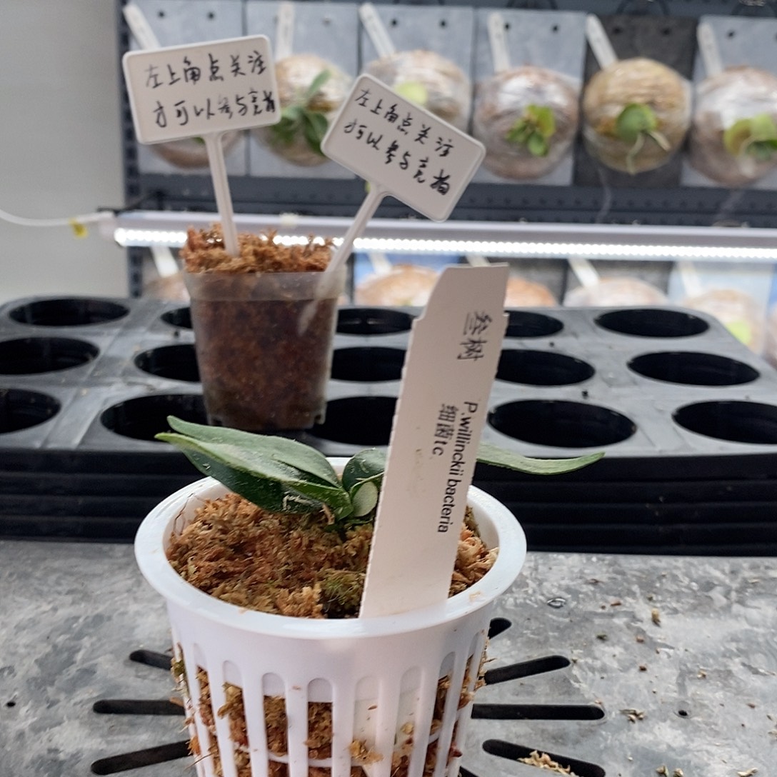 无花朵鹿角蕨细菌