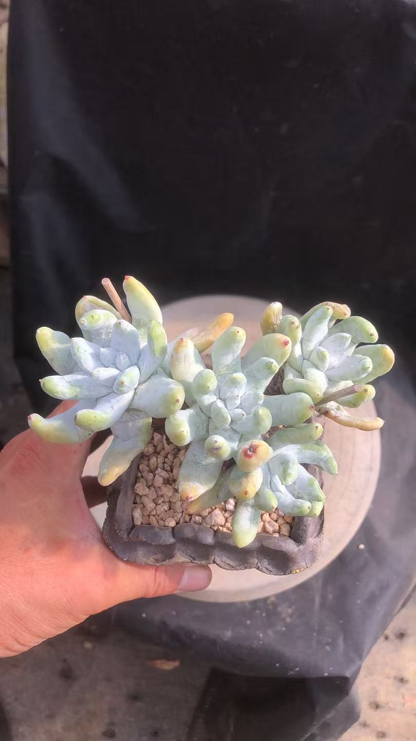 拇指老桩精控 品质货 