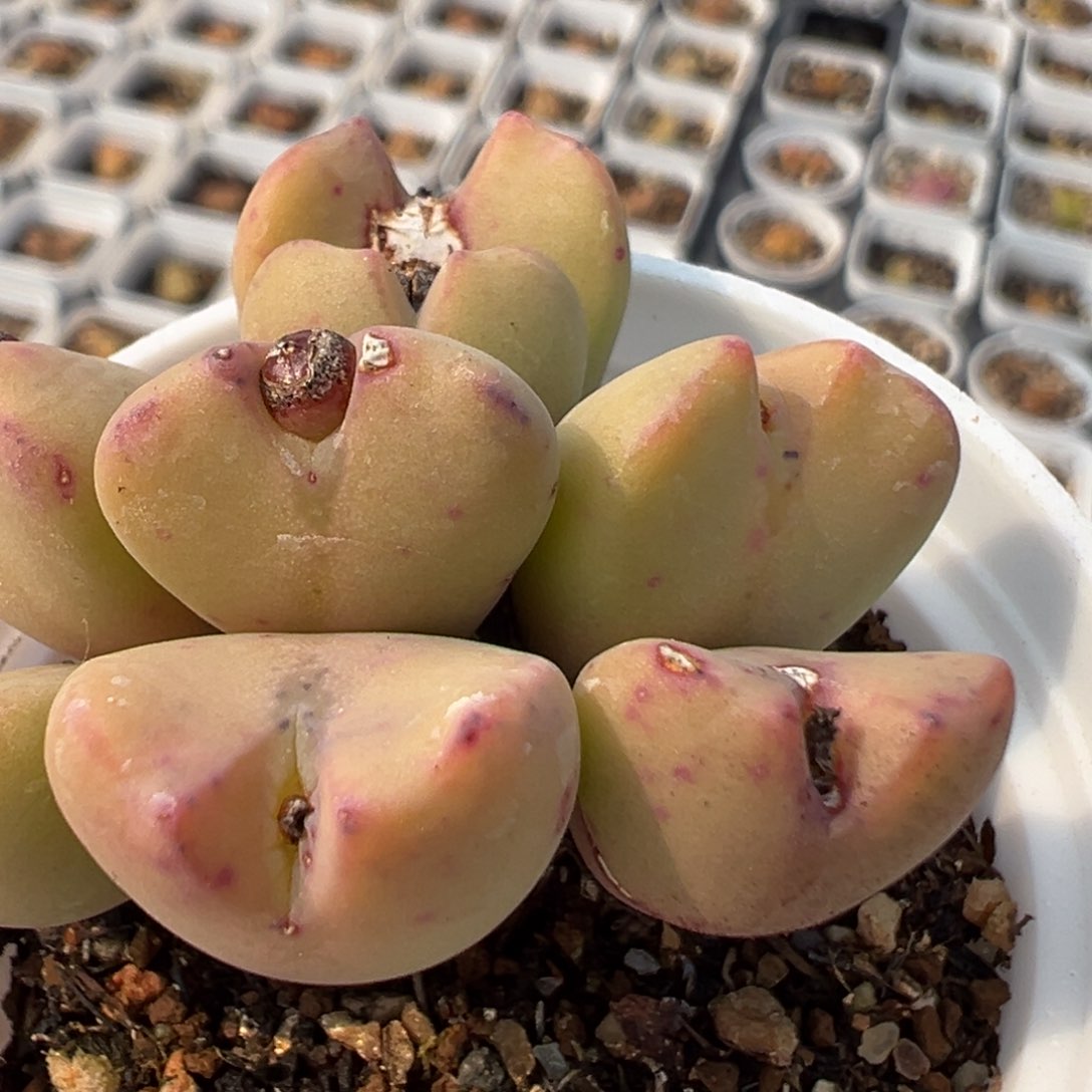 深*色145多肉植物百科知识