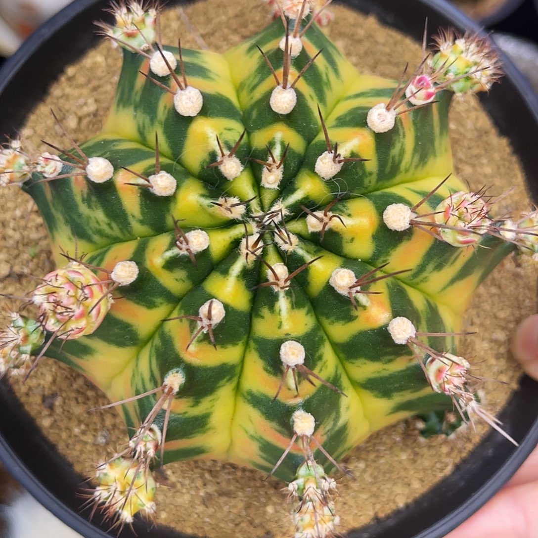 万花筒侧芽母本不出 