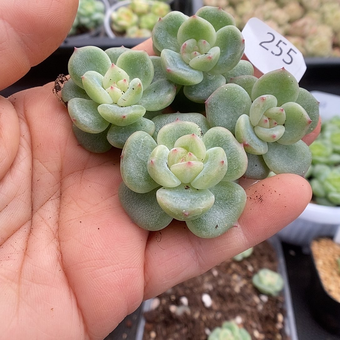 一物一拍一物一拍911-255