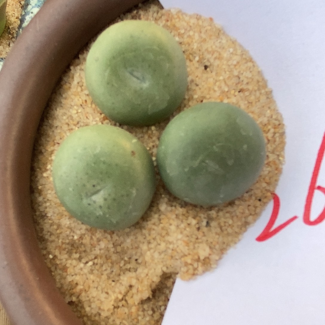 26134大颗小拳拳3颗。   