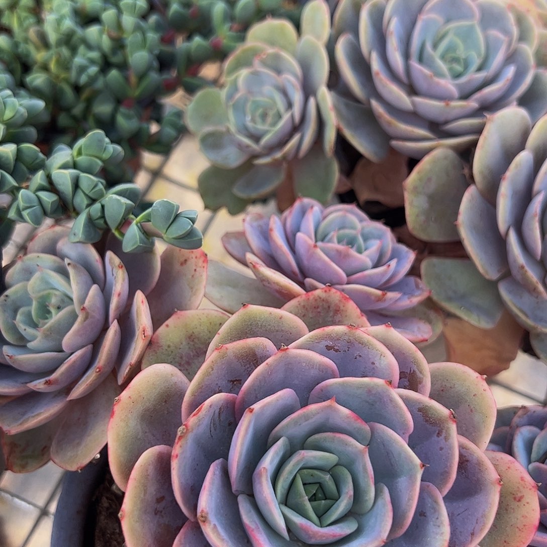 蓝色苍鹭多头大盆