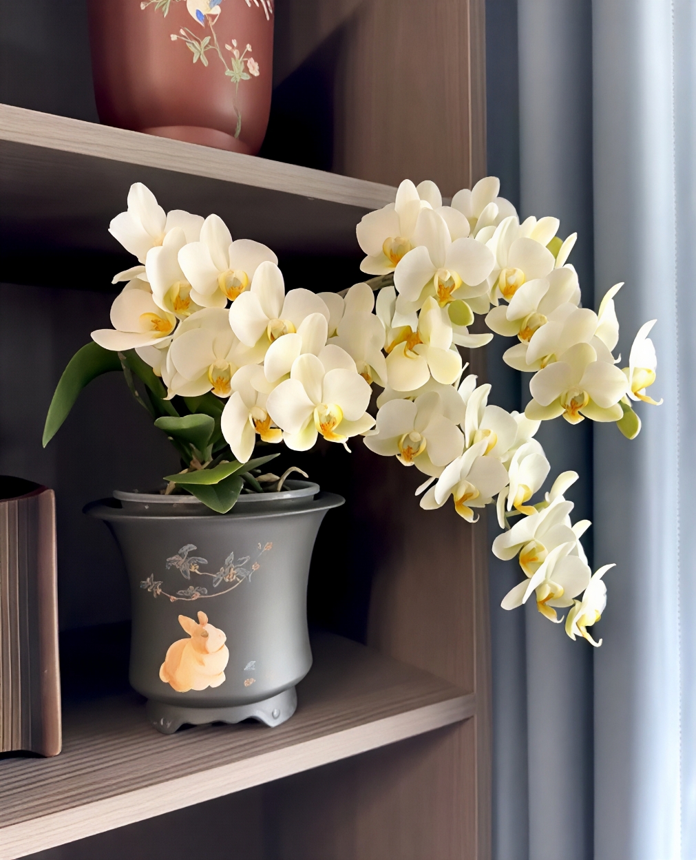 【精品特挑】翡翠观音蝴蝶兰3-5花剑 盆栽鲜花绿植客厅卧室摆件