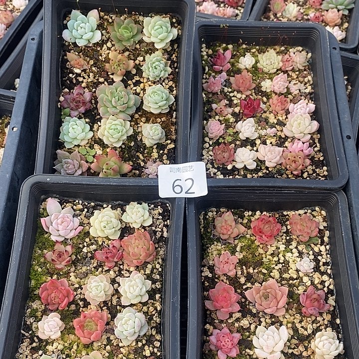 62 多肉植物盆栽花卉